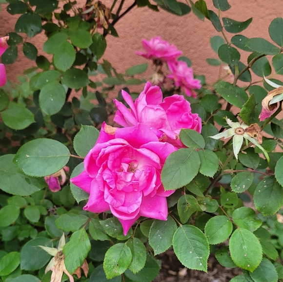 Meet your Poshers, Carolyn & Patricia - Picture 9 of 16